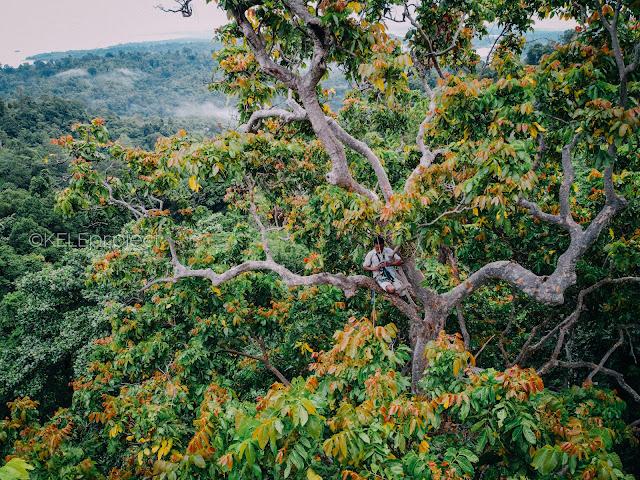 Kisah Mantan Pemburu Burung Liar di Masihulan, Kini Bertobat dan Menjadi Pelaku Ekowisata di Pulau Seram, Maluku